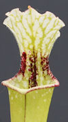 S. leucophylla - Green & white