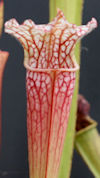 S. leucophylla - Green & white