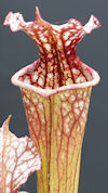 S. leucophylla - Green & white