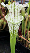 S. leucophylla - Yellow flower