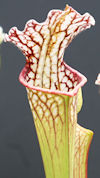 S. leucophylla - Yellow flower