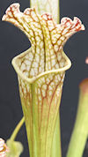 S. leucophylla - Yellow flower