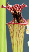 S. x moorei - 'Leah Wilkerson'