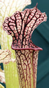 S. x moorei - 'Leah Wilkerson'
