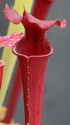 S. leucophylla - 'Helmut's Del