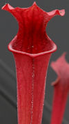 S. flava var. rubricorpora - G