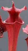 S. leucophylla - 'Tarnock' x f