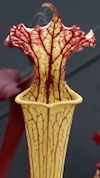 S. flava var. rubricorpora - A