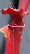 S. flava var. rubricorpora - A