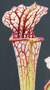 S. (leucophylla - Burgundy red