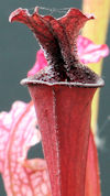 S. (leucophylla - Burgundy red