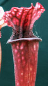 S. (leucophylla - Burgundy red