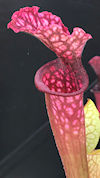 S. (leucophylla x oreophila - 