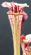 S. (leucophylla x oreophila - 