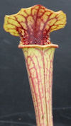 S. oreophila - Dekalb County -