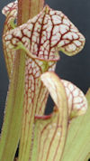 S. oreophila - small veins - C