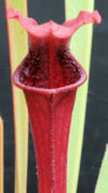 S. oreophila - Dekalb County -