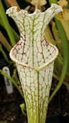 S. leucophylla - 'Purple lips'