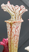 S. leucophylla - 'Purple lips'