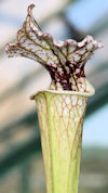 S. leucophylla - Red stripe th