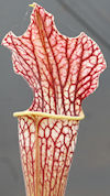 S. leucophylla - Botanical Gar