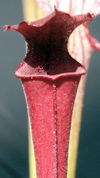S. leucophylla - Purple and wh