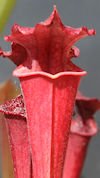 S. leucophylla - Purple and wh