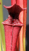 S. leucophylla - Purple and wh
