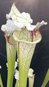 S. x moorei - 'Leah Wilkerson'