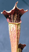 S. x areolata - 'Fegatone' x '