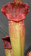 S. 'Fluo' x  'Moby Dick'
