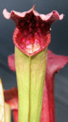 S. mixed US hybrids