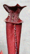 S. x moorei - 'Leah Wilkerson'