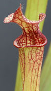 S. x moorei - Marston Exotics 