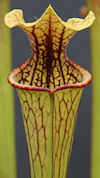 S. x moorei - Marston Exotics 