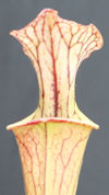 S. flava var. maxima - 'Slacks