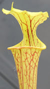 S. flava var. maxima - 'Slacks