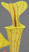 S. moorei - 'Brooks hybrid ora