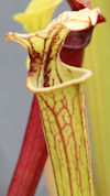 S. flava var. ornata - Mike Br