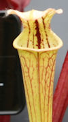 S. flava var. ornata - Mike Br