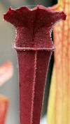 S. leucophylla - Marcus Ono x 