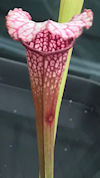 S. 'Lynda Butt' x 'Pink Thing'