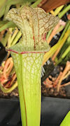 S. leucophylla - Baldwin Count