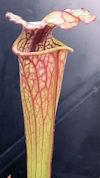 S. oreophila - Sand Mountain M