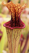 S. oreophila - Sand Mountain M