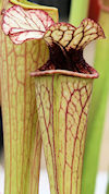S. oreophila - Sand Mountain M