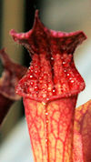 S. (leucophylla - Burgundy red