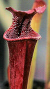 S. leucophylla - 'Hot lips' x 