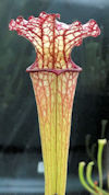 S. leucophylla - MS L22D x fla
