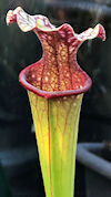 S. ((leucophylla x oreophila) 